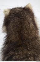 raccoon fur 0018